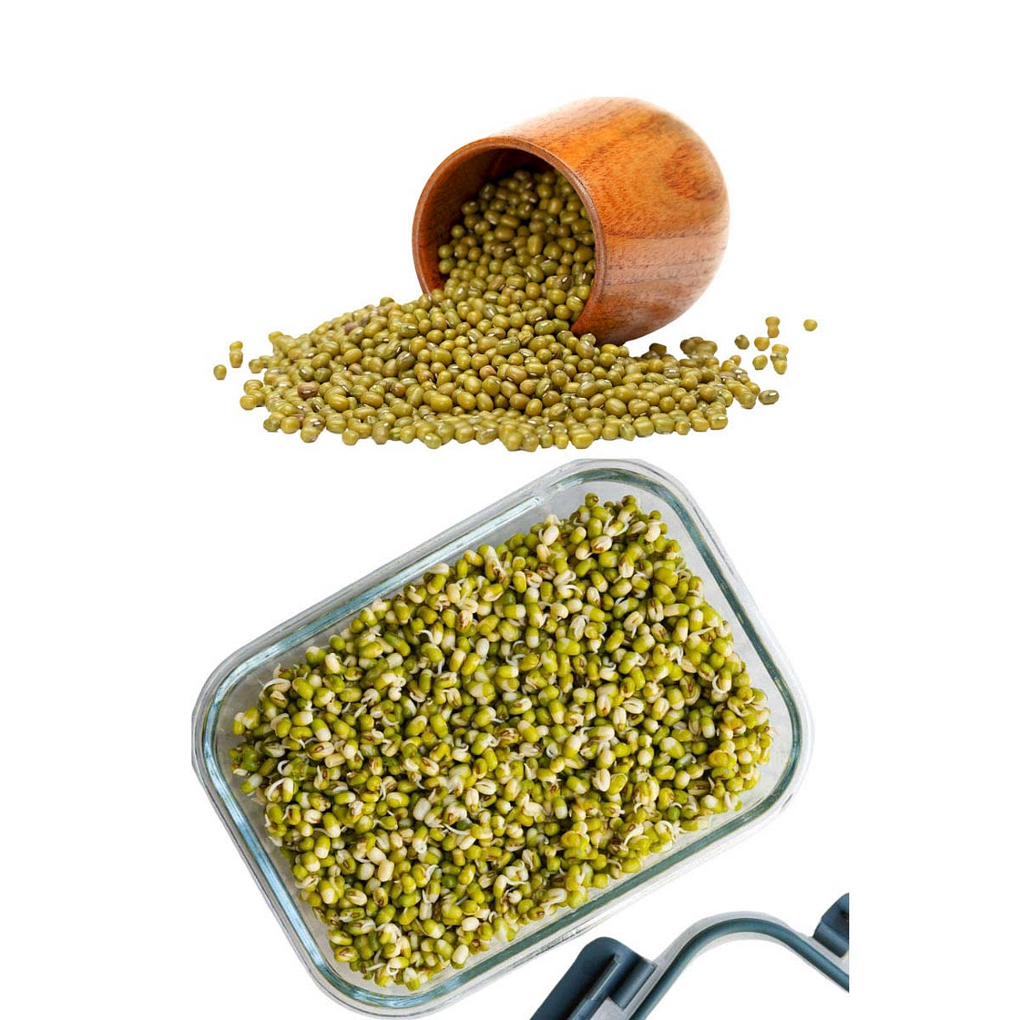 How to Sprout Mung Beans & Nutritional Benefits