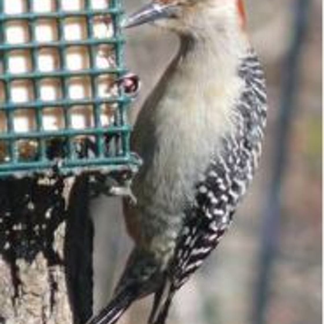 Home made bird ‘suet’ feeder recipes