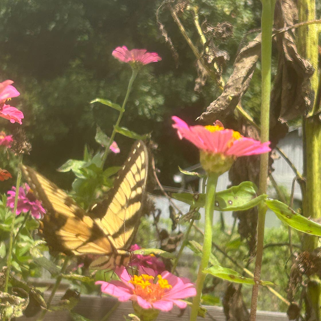 Bean, Cheese and Onion Burritos 