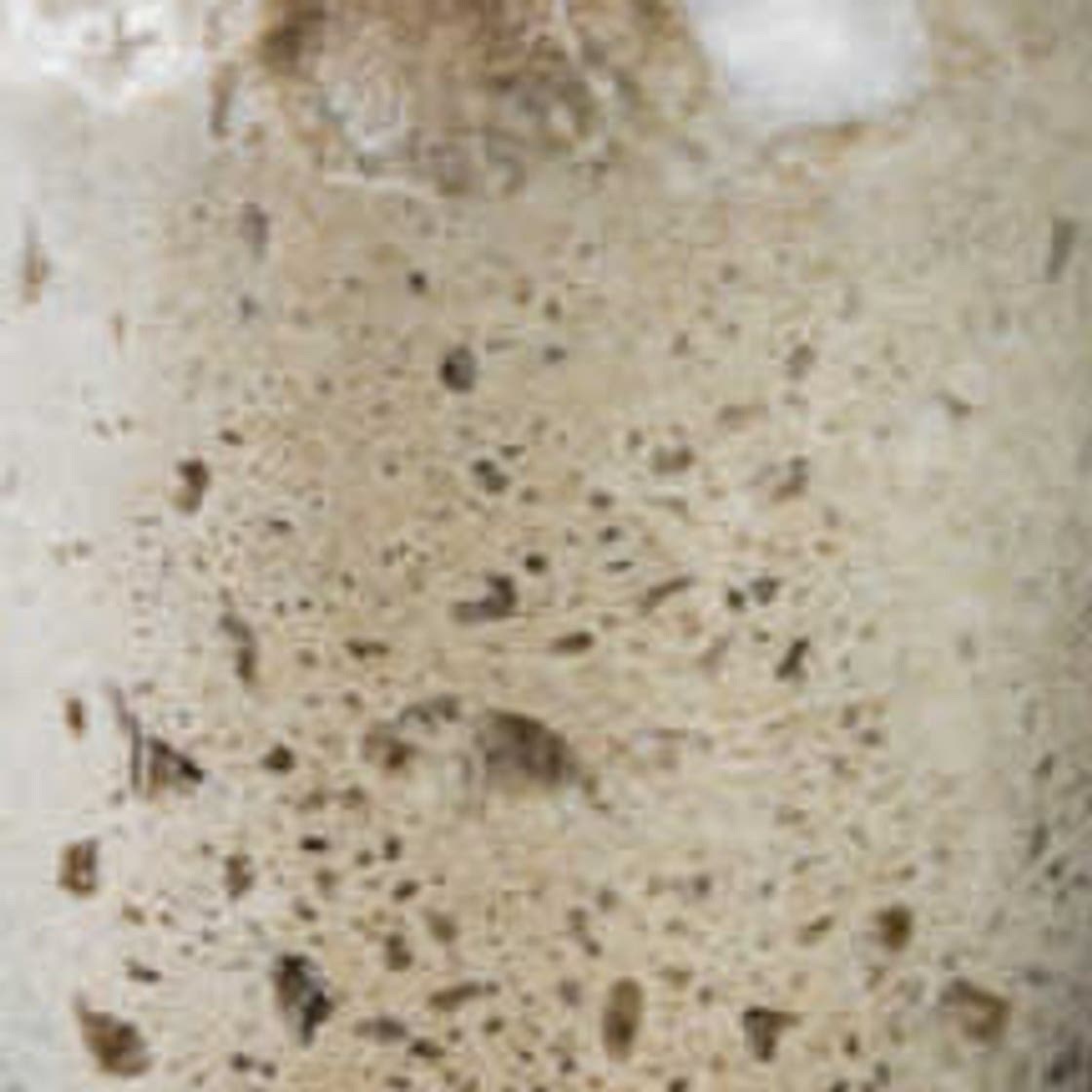 Sunil - Levain, Sourdough, or Starter
