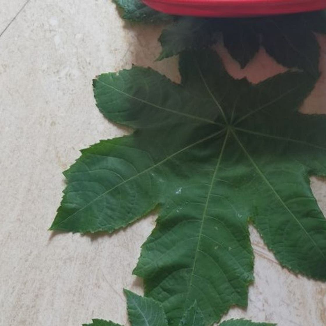 टमाटर का अचार (tamatar ka achar recipe in Hindi)