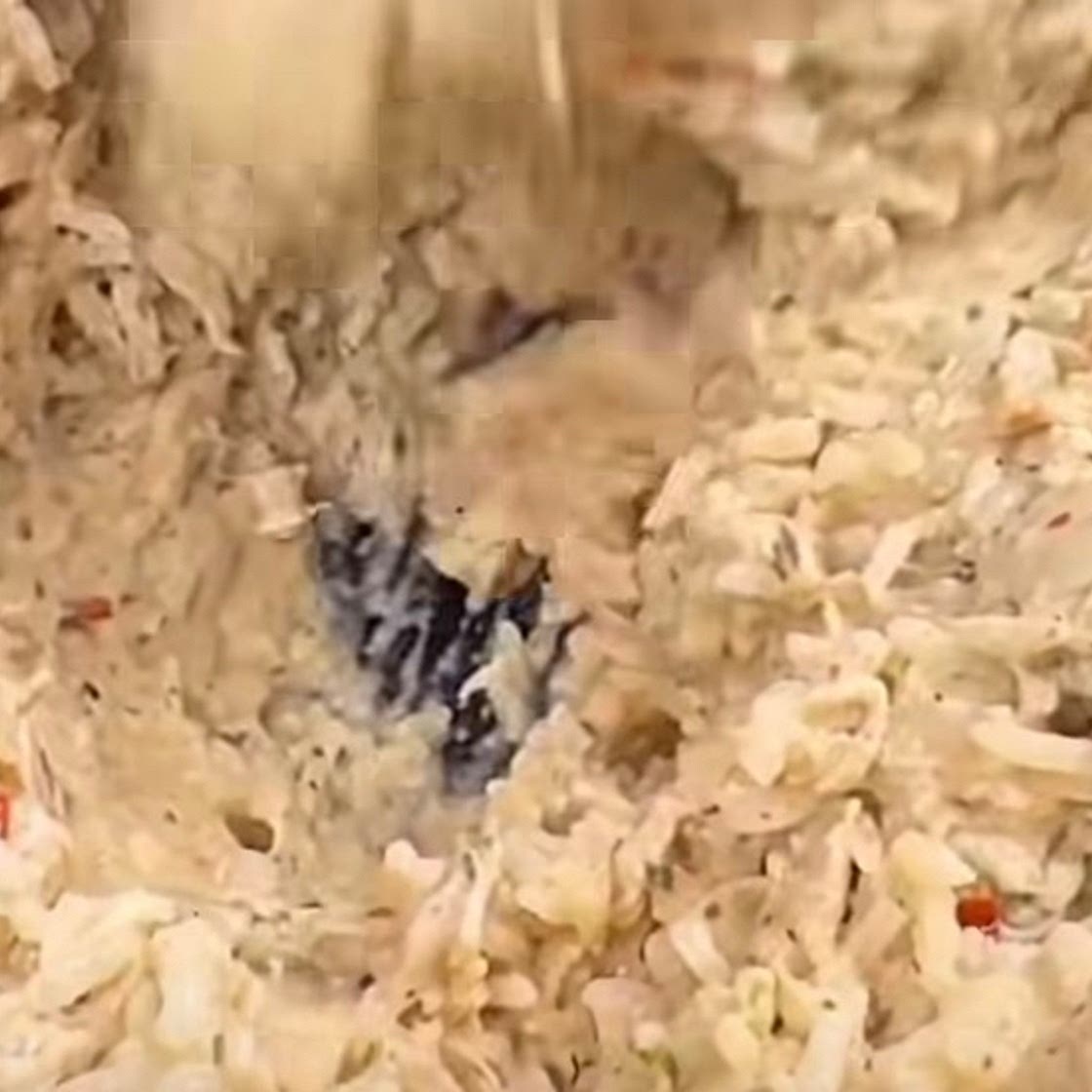 ITALIAN CHICKEN & RICE IN THE OLE CROCK POT 🍗🍚🇮🇹