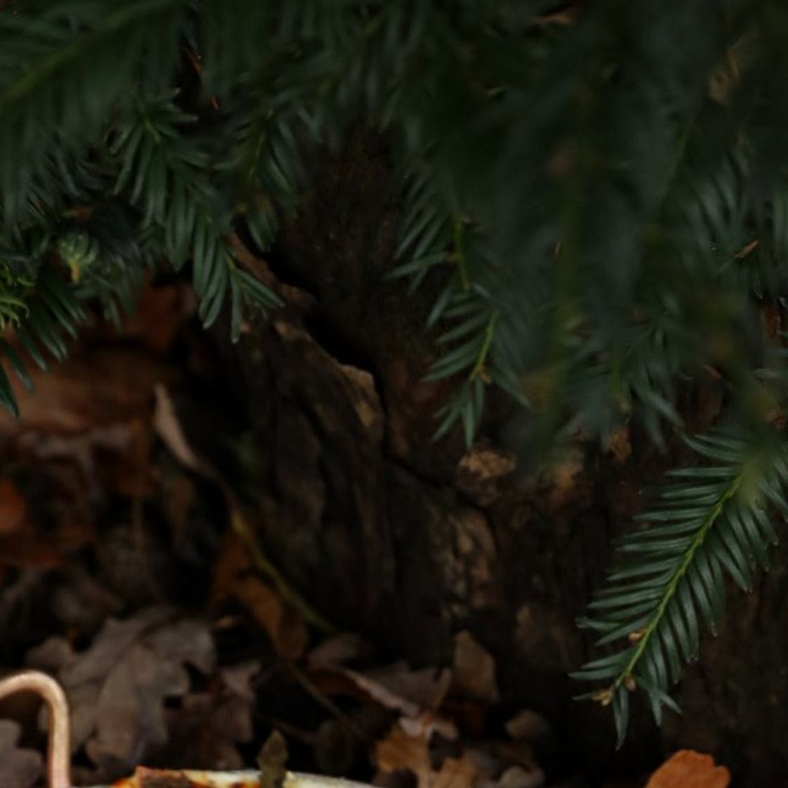 Les lasagnes forestières du Chef Simone Zanoni