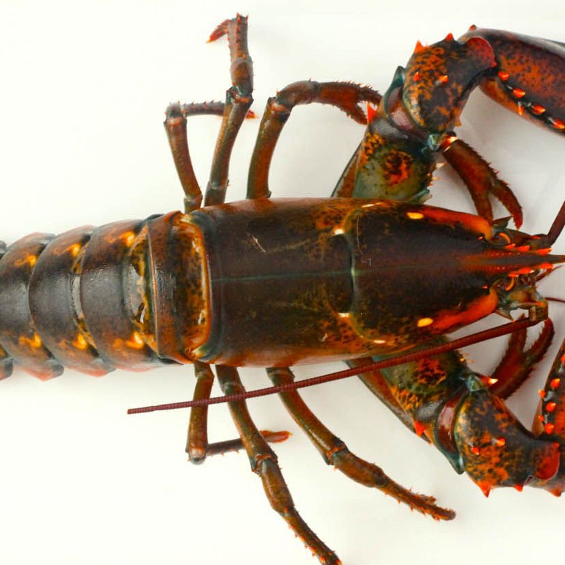 Classic New England Lobster Rolls