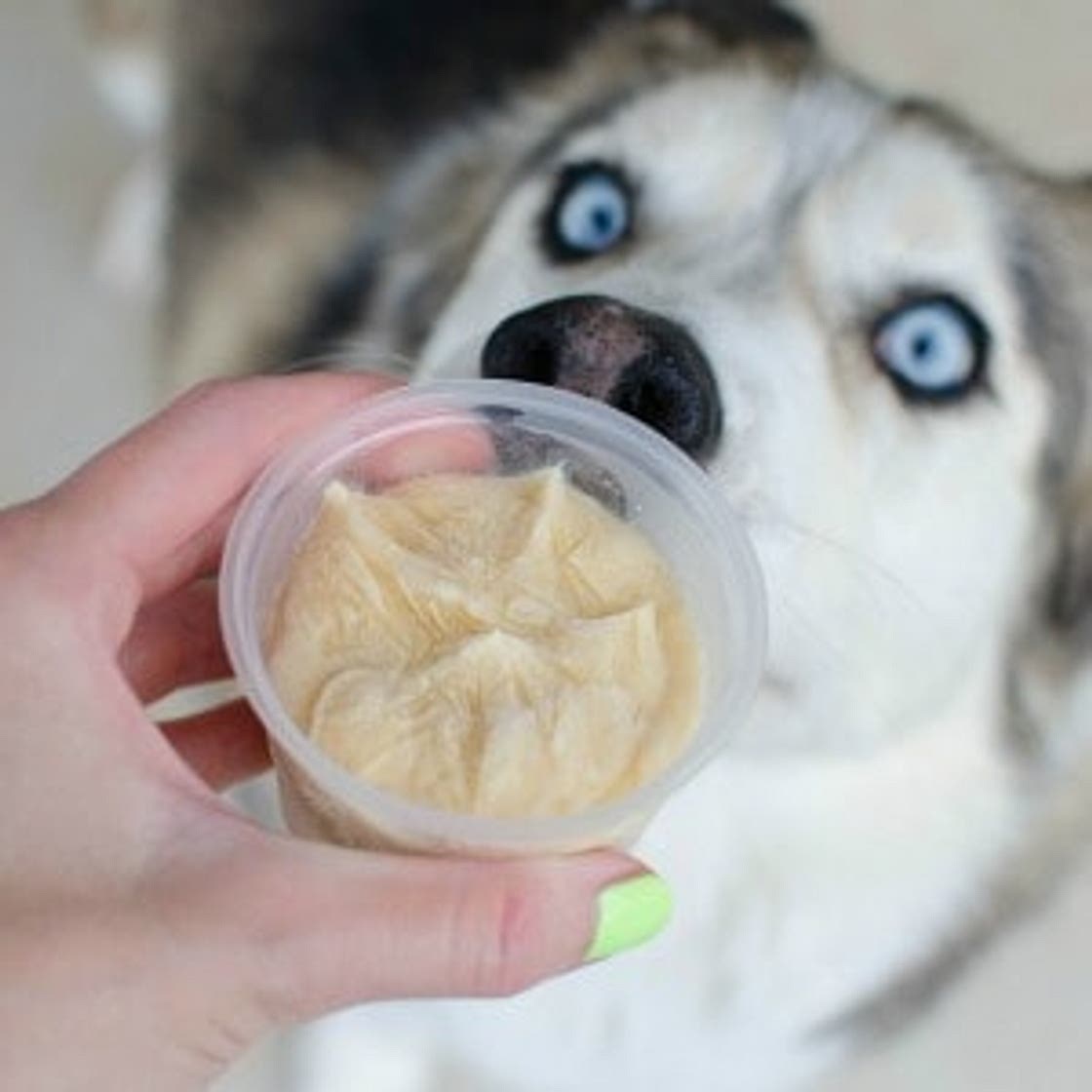 Pumpkin Peanut Butter Dog Ice Cream