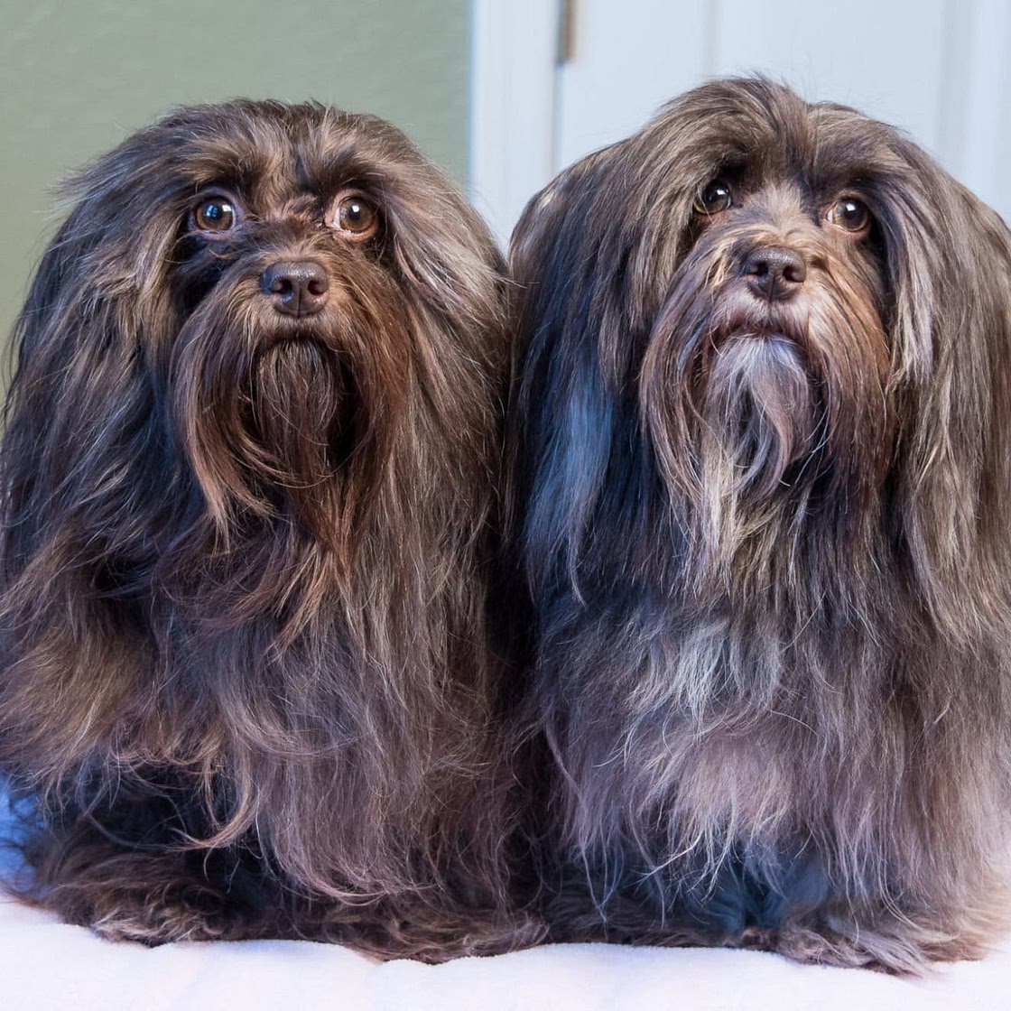 Healthy Homemade Dog Food