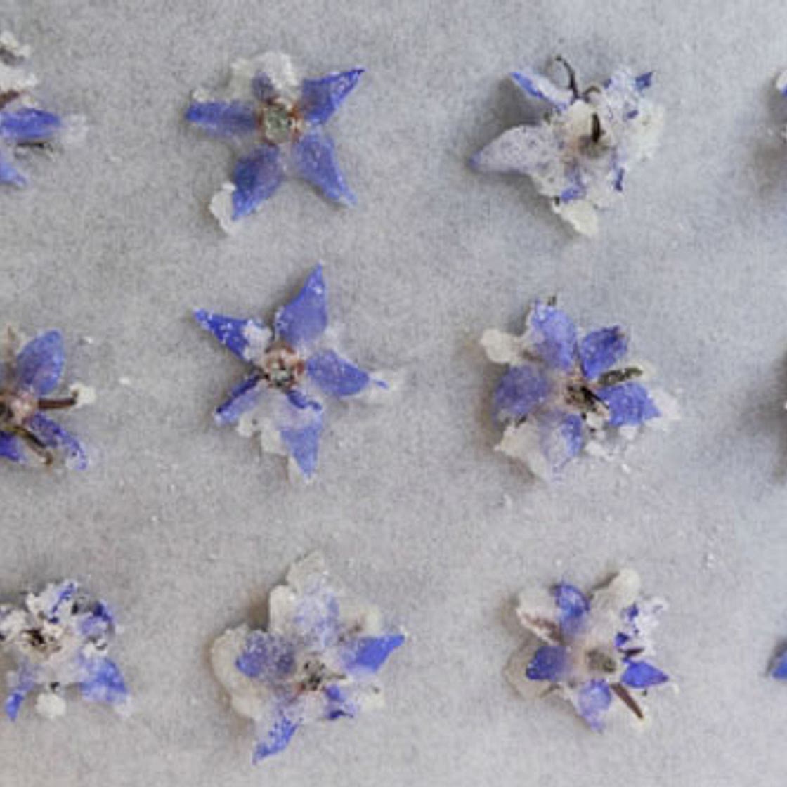 Crystallized Borage