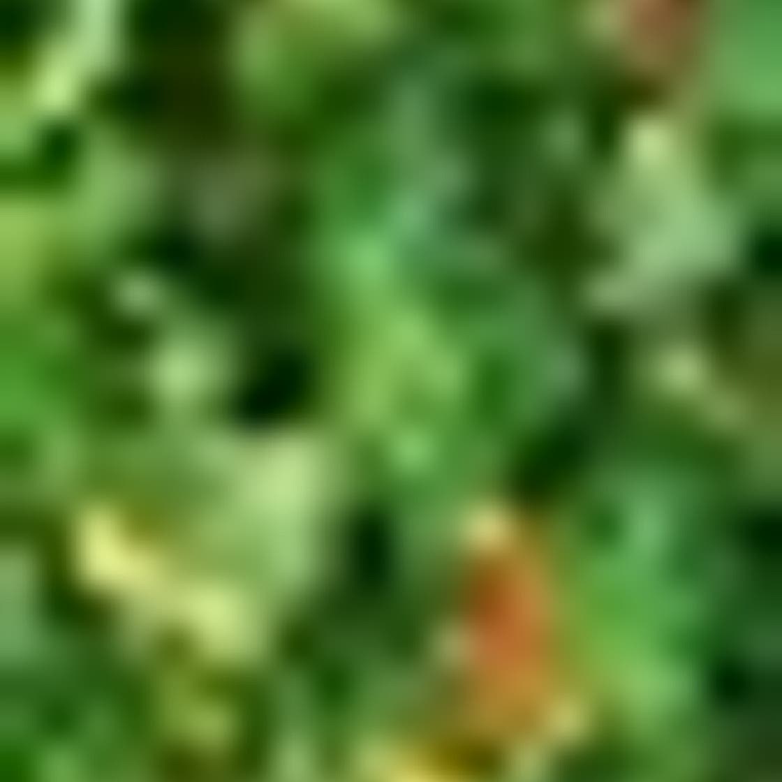 Sri Lankan kale mallum