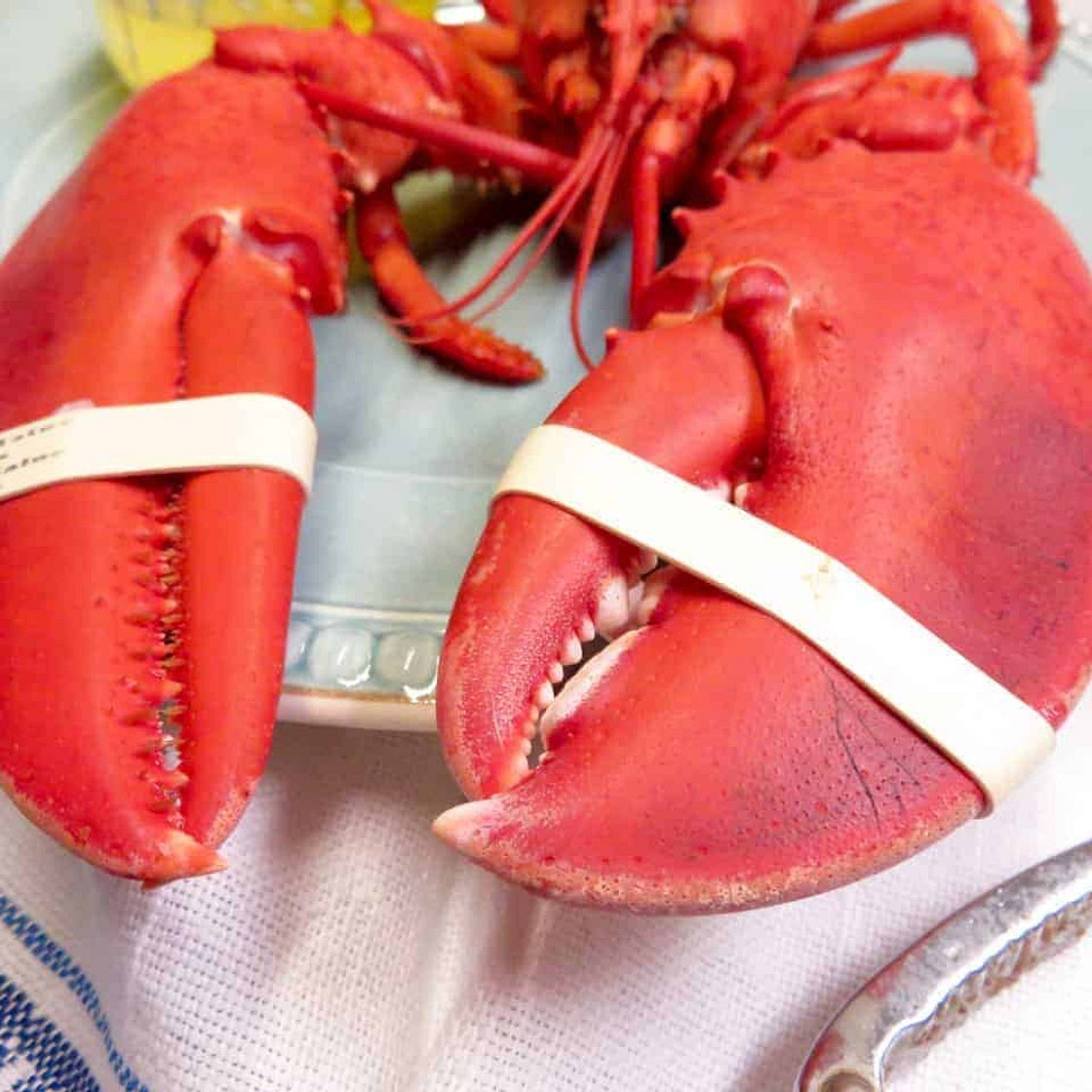 Boiled Soft Shell Lobsters