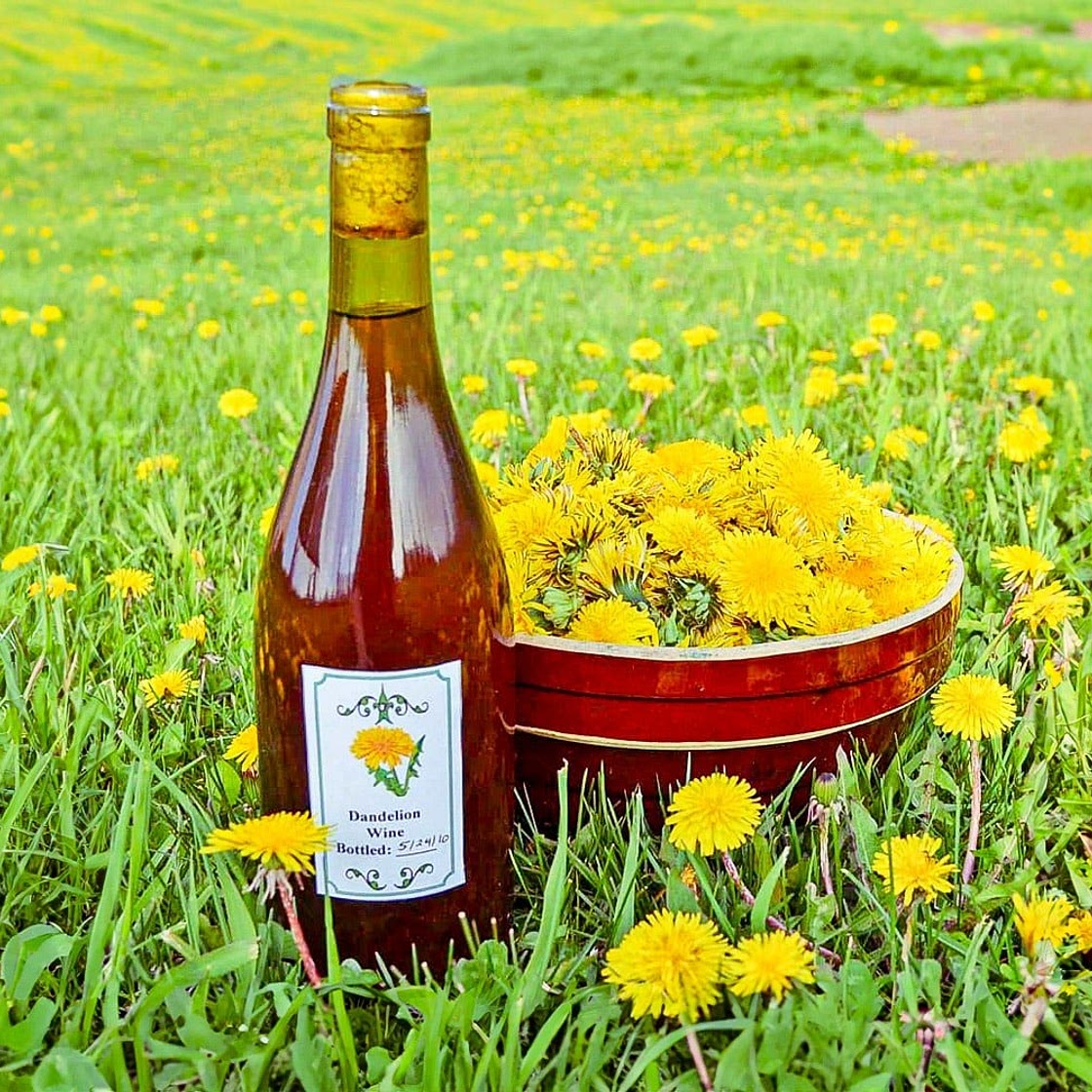 Old-Fashioned Dandelion Wine Recipe