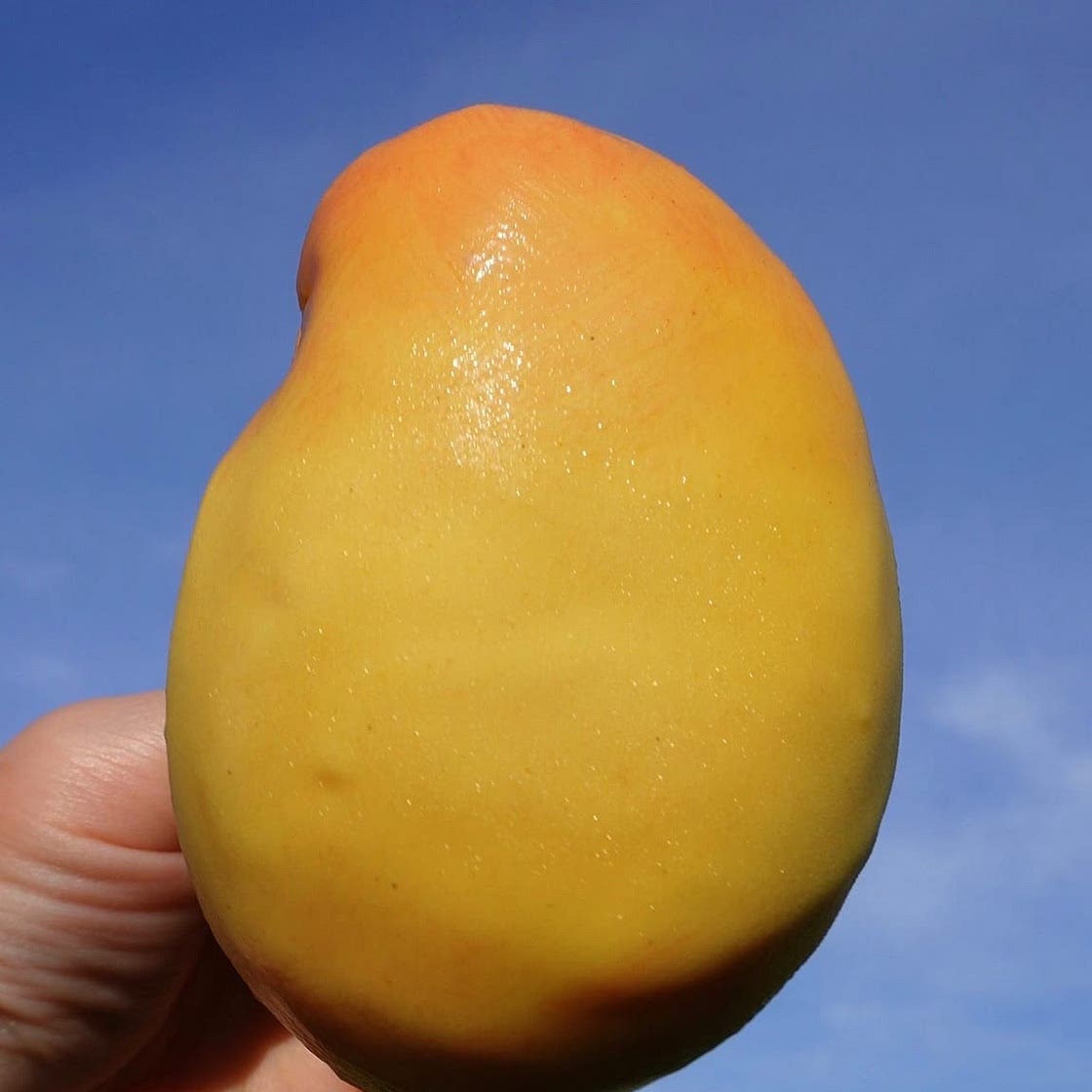 Mango Ice Cream