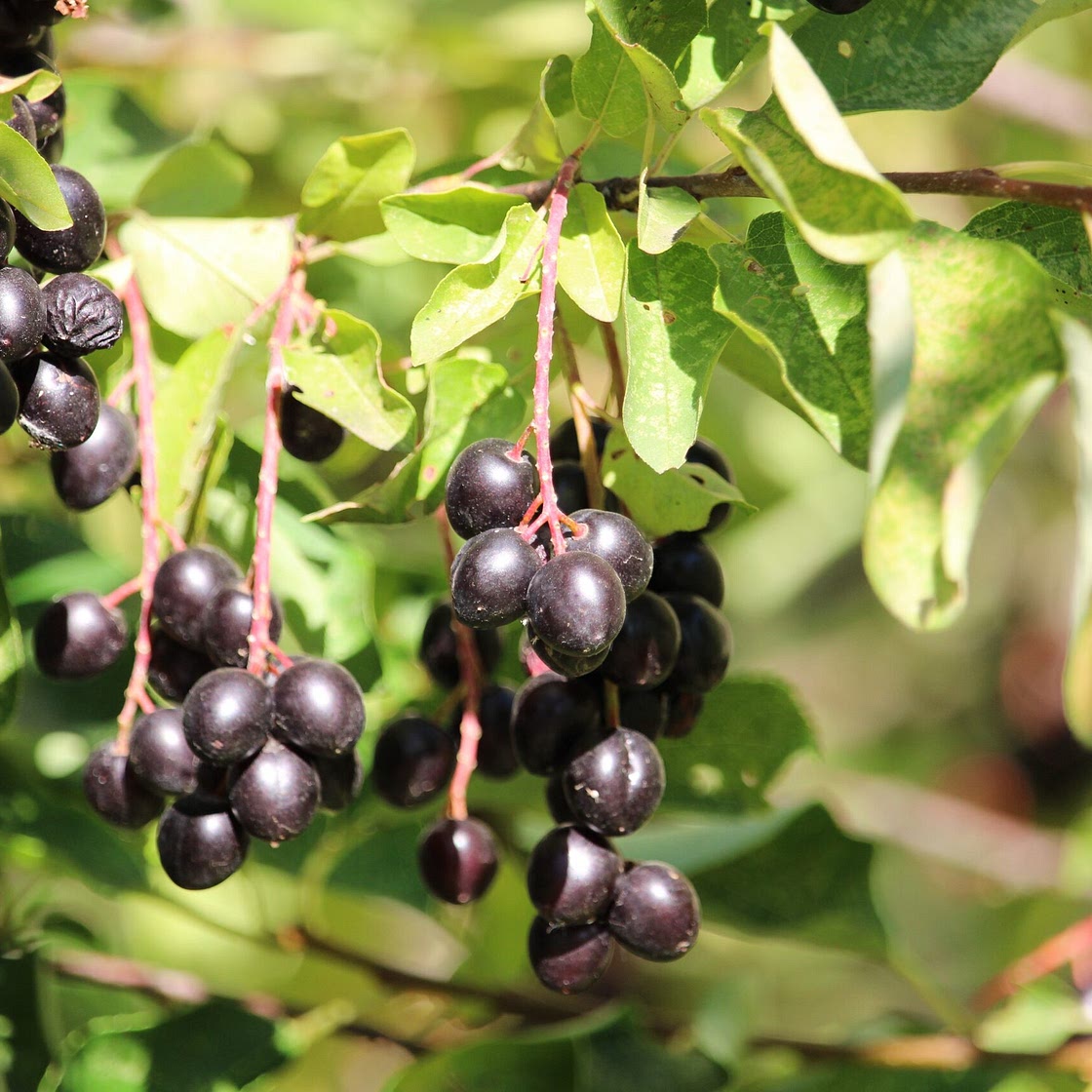 Berry Pudding (Northern Cheyennes make Chokecherry Pudding)