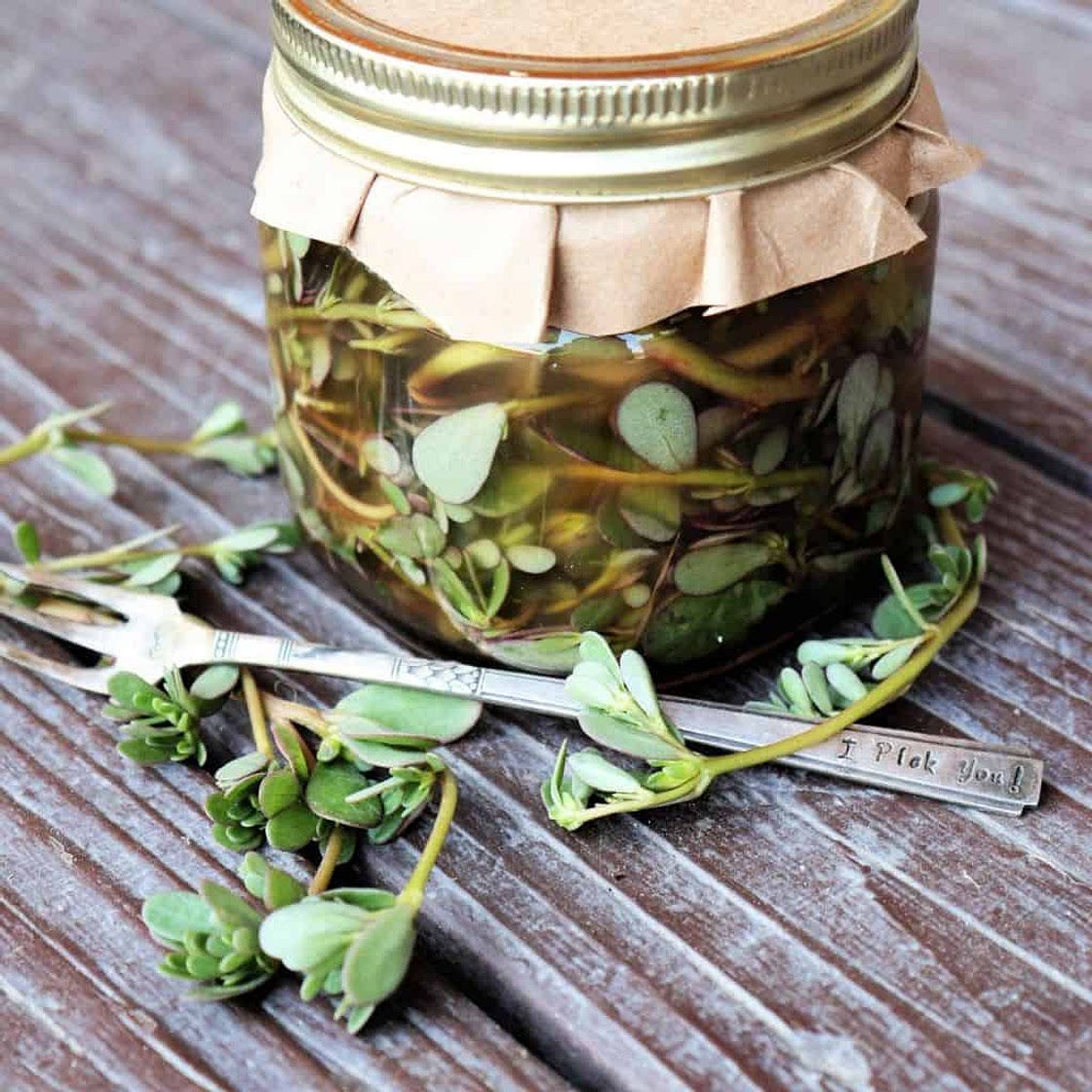 Pickled Purslane