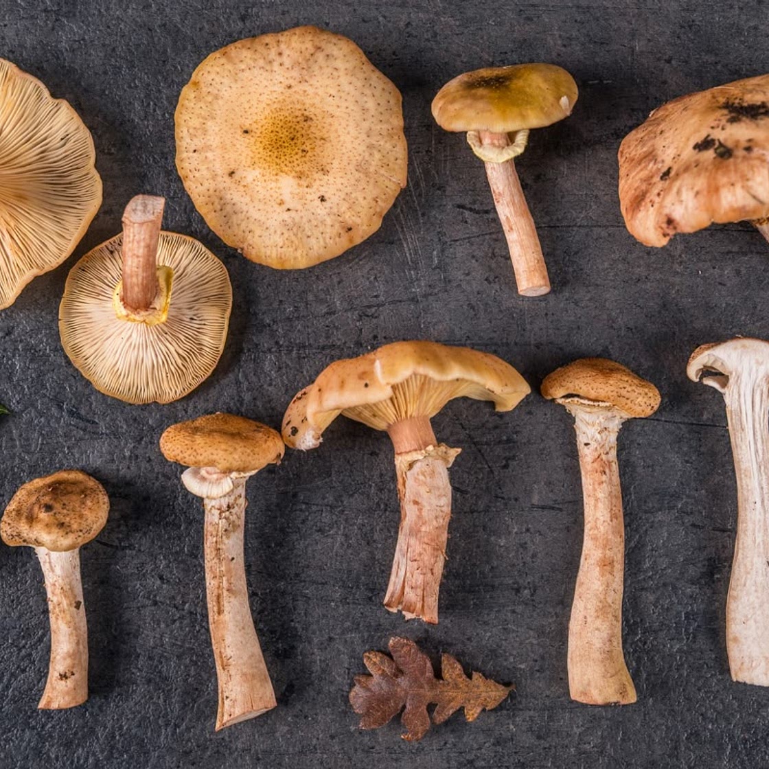 How to Prepare Honey Mushrooms