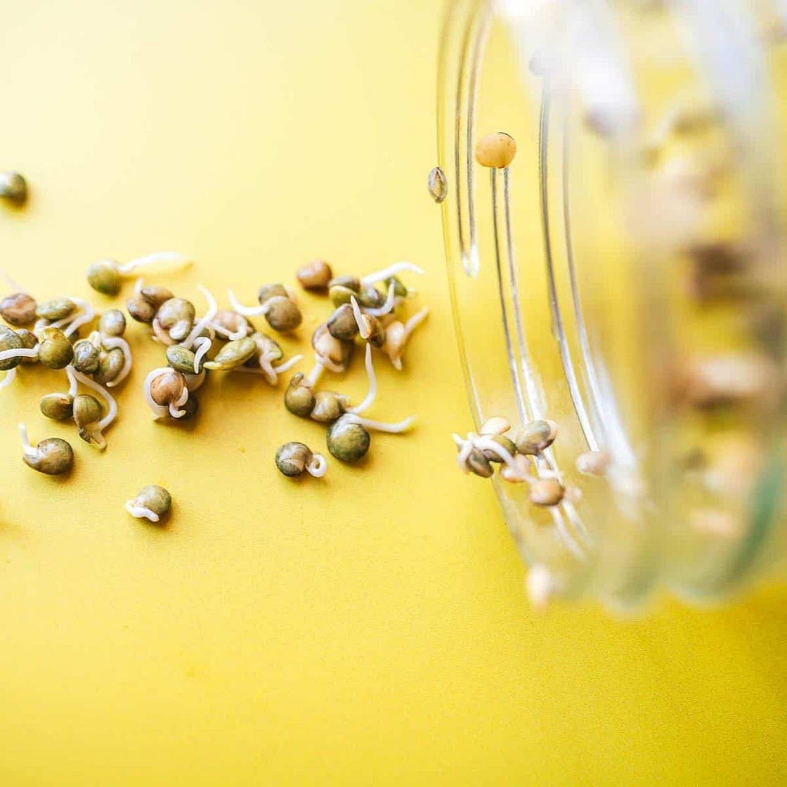 How To Sprout Lentils