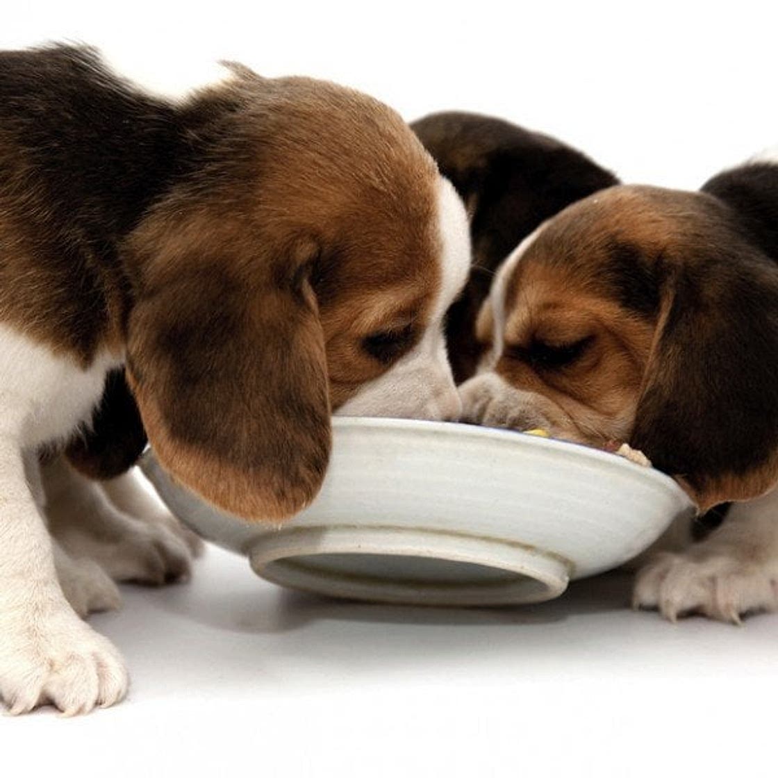 Slow Cooker Doggie Stew Recipe