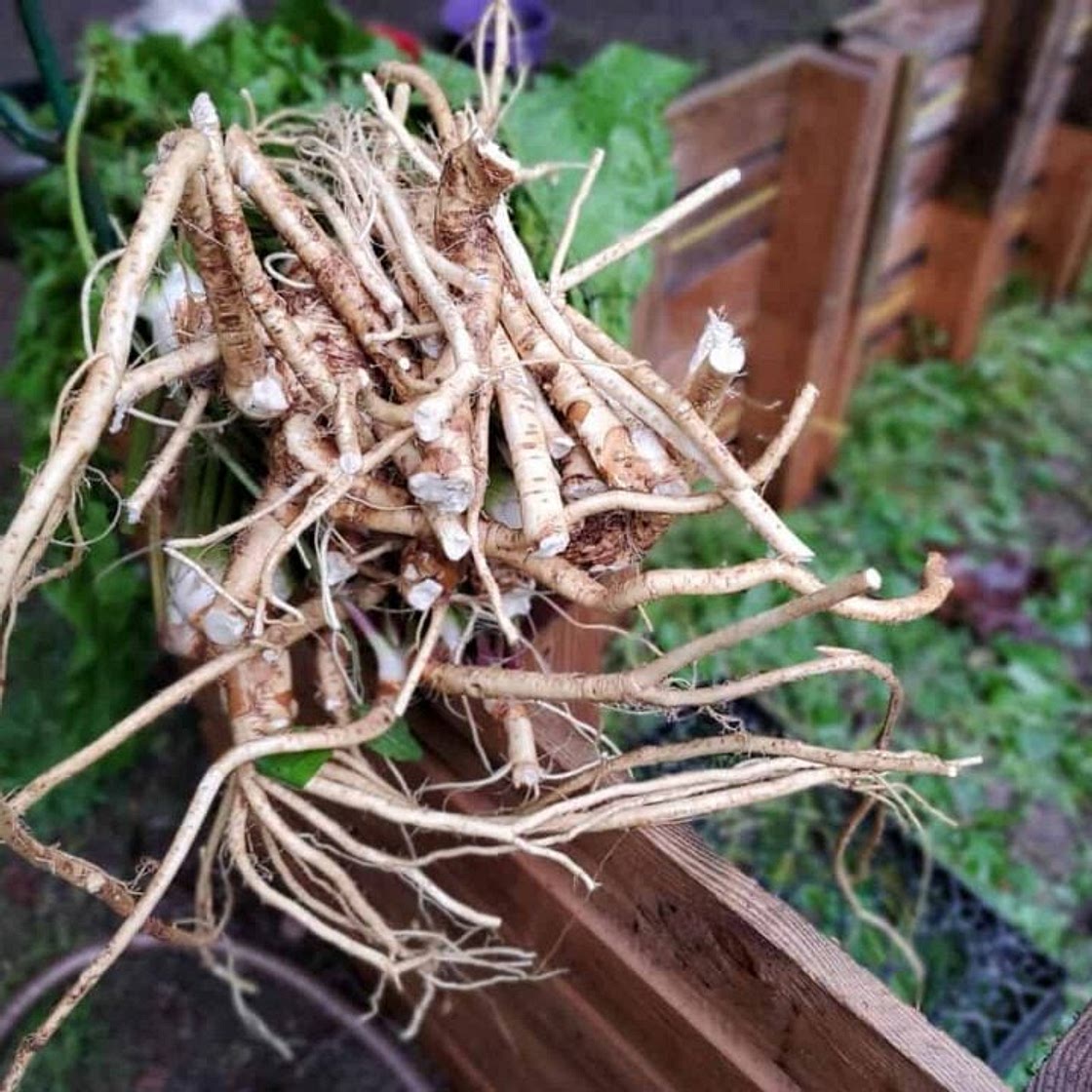 Fermented Horseradish Root with Creamy Homemade Horseradish Recipe
