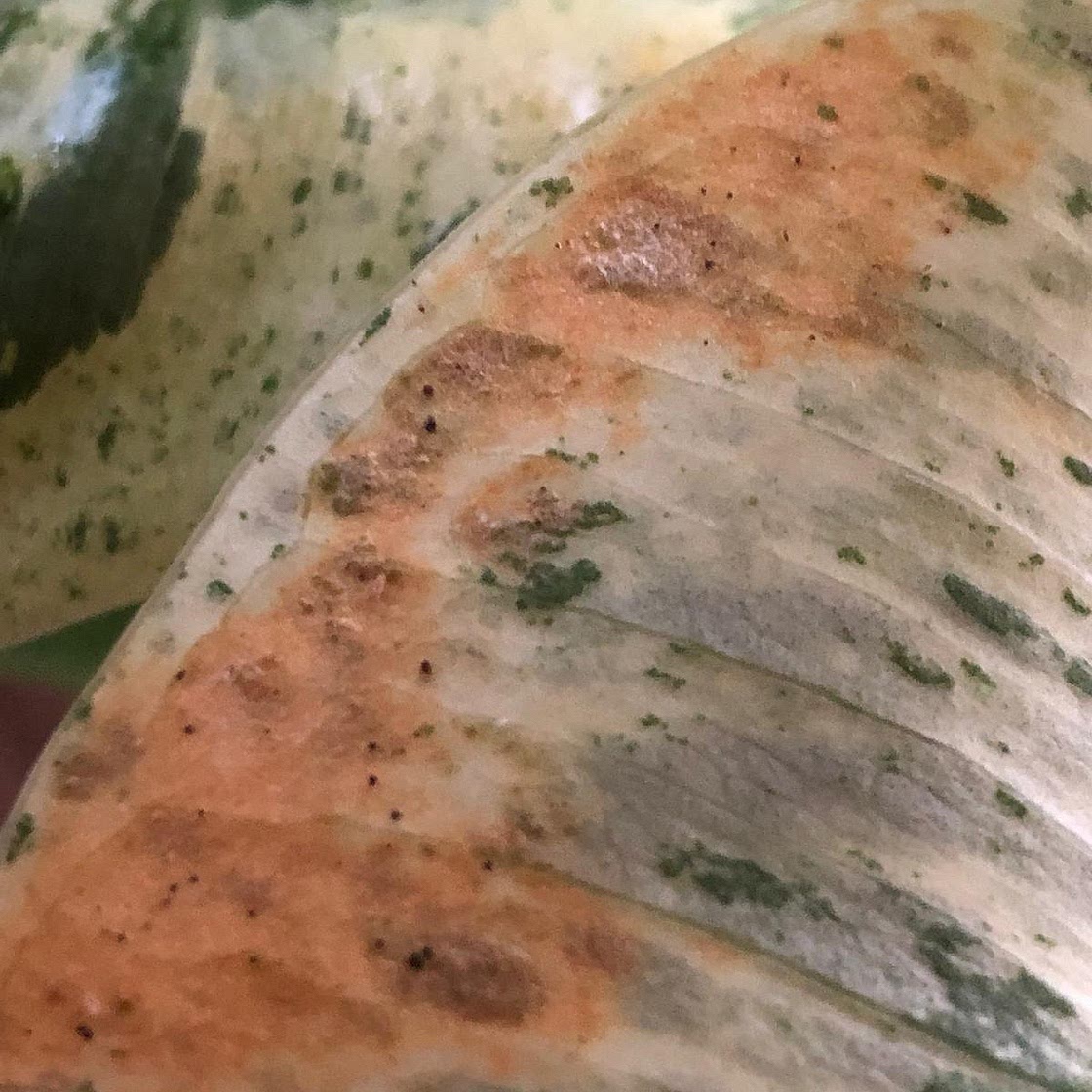 Cheesy Crispy Diabetic Pizza