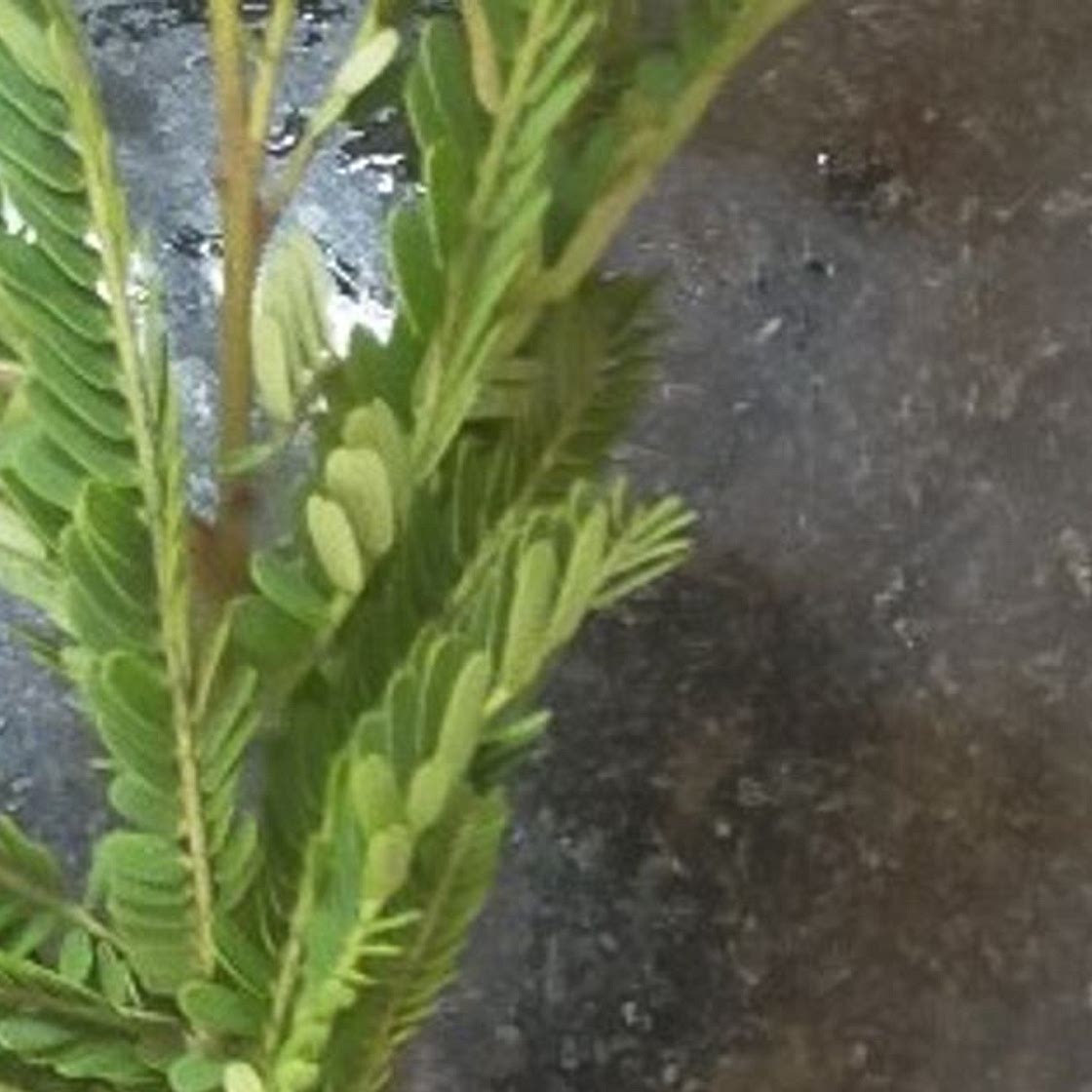 अदरक और मिर्ची का अचार (Ginger Or Mirchi Achar Recipe In Hindi)