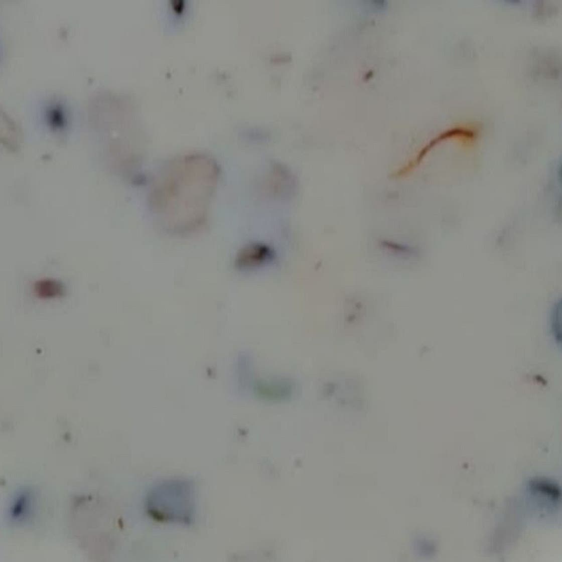 दूध पाक (Doodh pak recipe in Hindi)