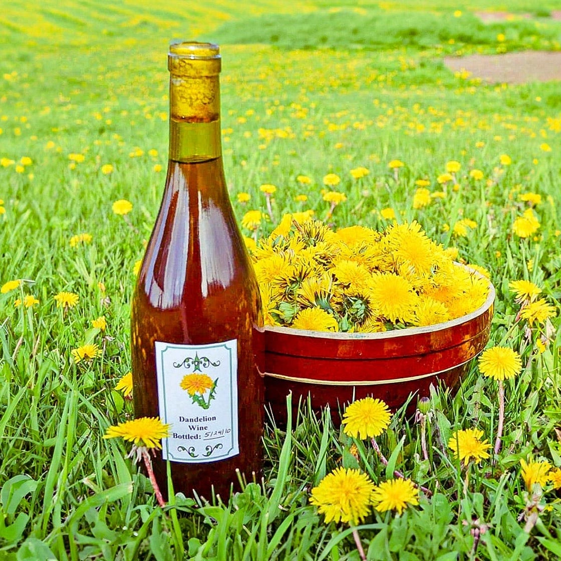 Old-Fashioned Dandelion Wine Recipe