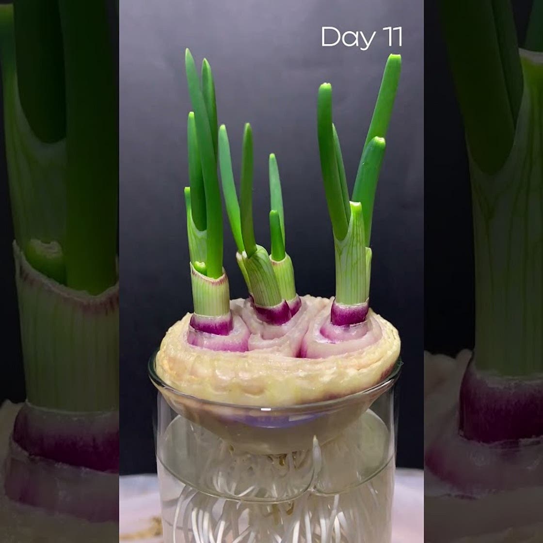 HOW TO: Zwiebel-/Knoblauchgrün ziehen