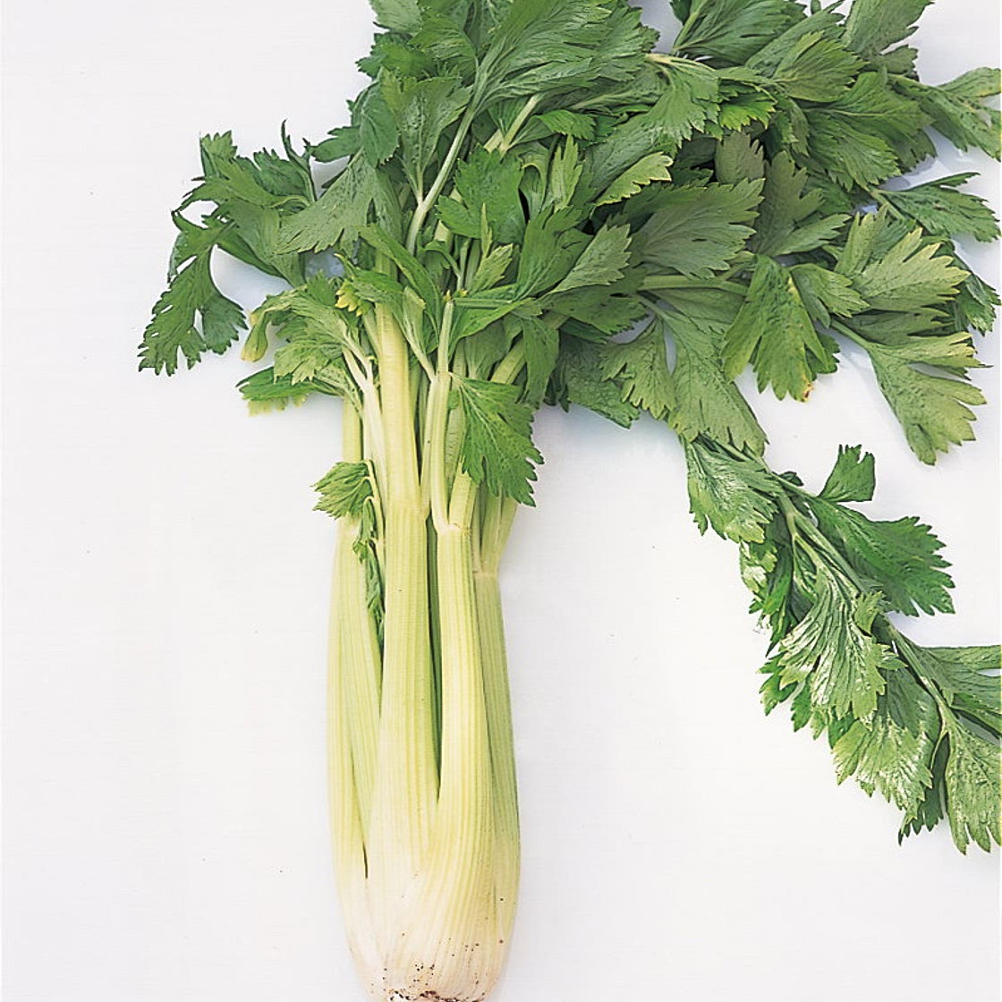 Cream of Celery Soup