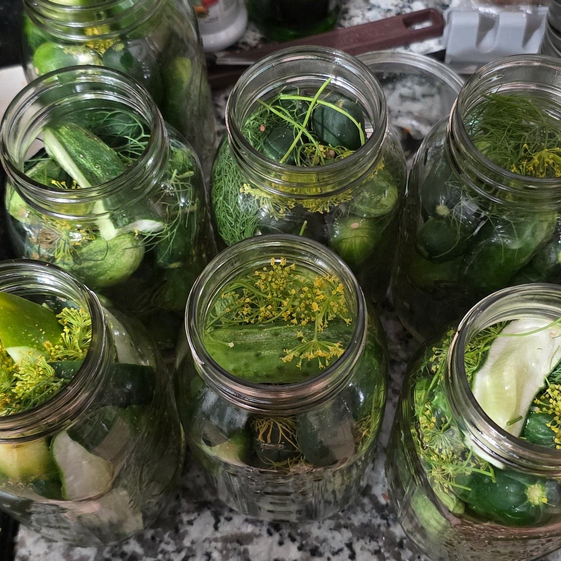 Canned Garlic dill pickles