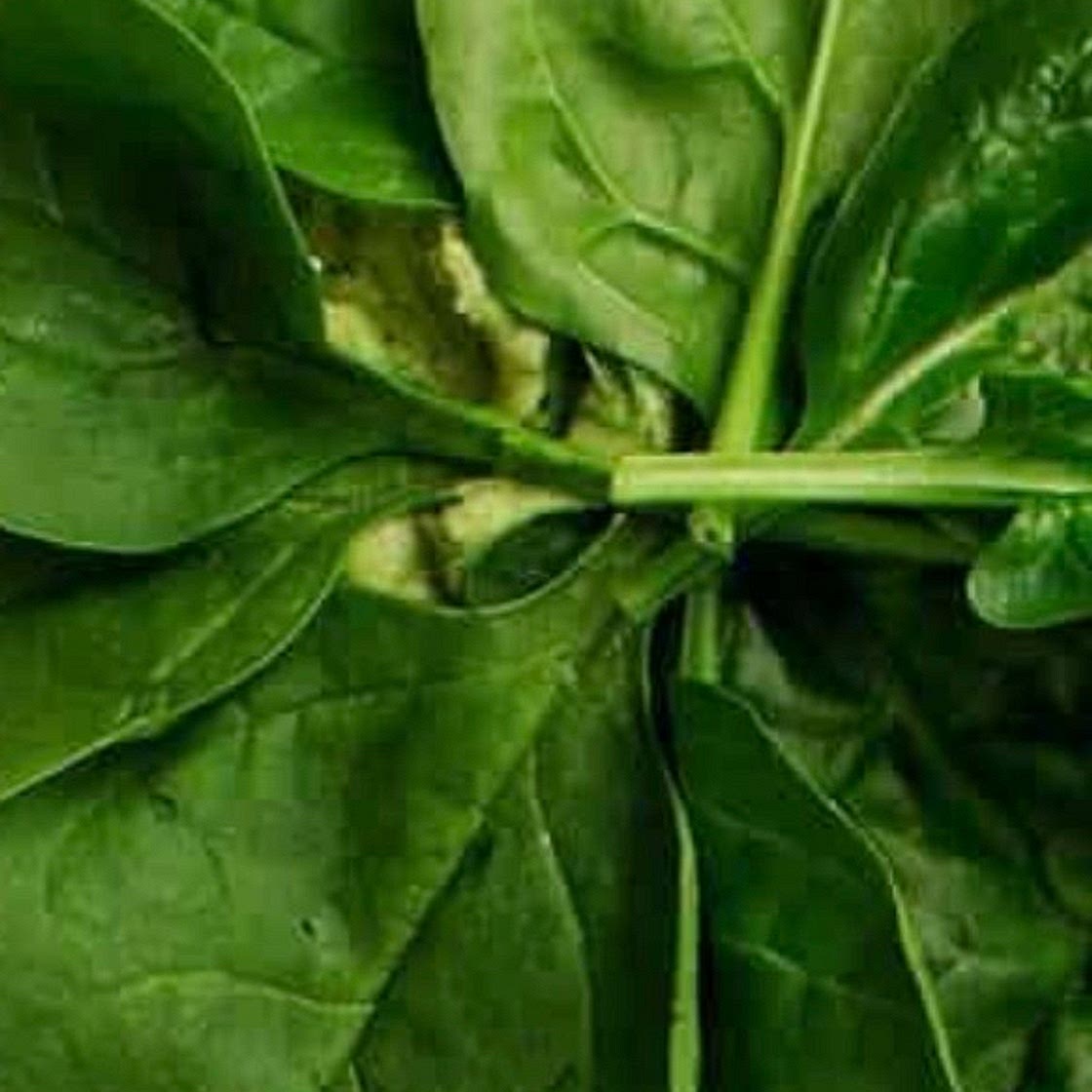 Spinach wrap