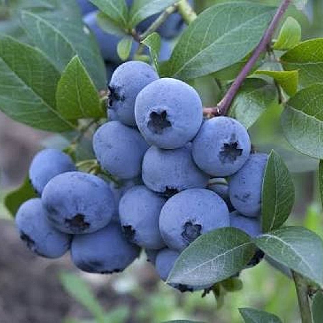 Mini Crustless Blueberry Vanilla Pies