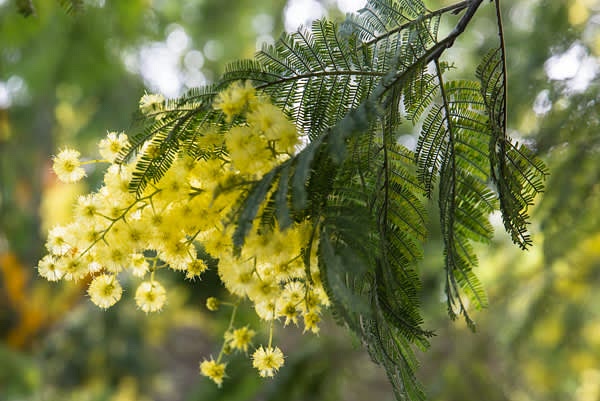 Pick mimosa flowers.
