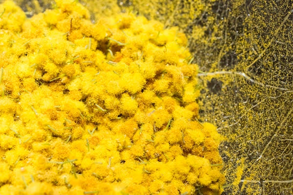 Mix flowers with sugar and refrigerate in a closed container for 1-2 days to extract mimosa-flavored syrup.