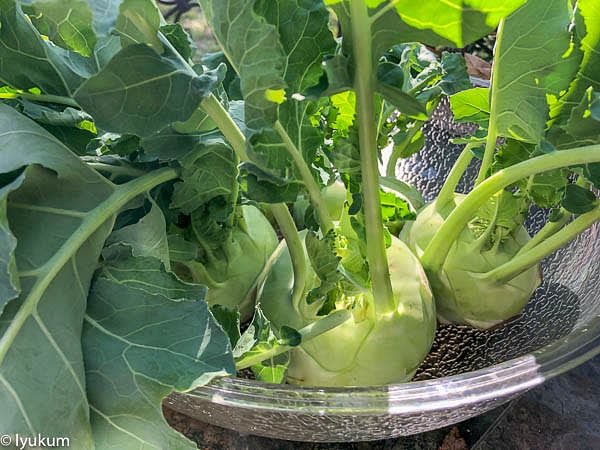 Wash and peel kohlrabi bulbs. Cut them into sticks.