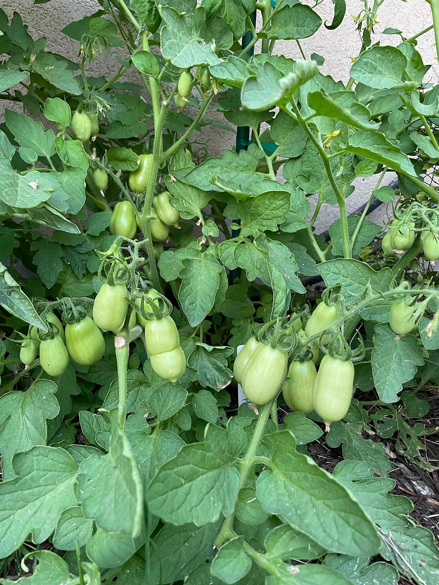 Partir tomates en cuadros