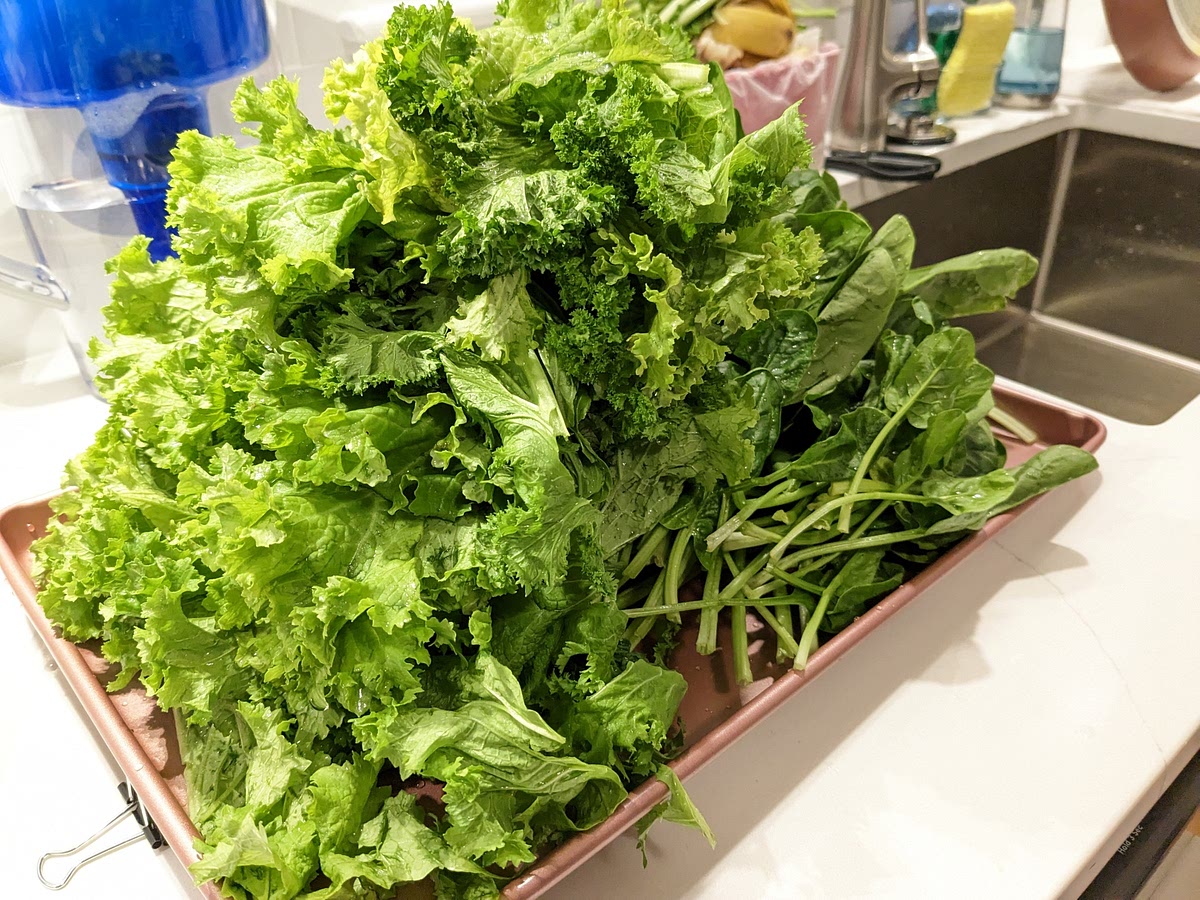 Wash the greens and shake off any excess water, but don't dry it any further, as that liquid will be just enough to pressurize the pot. Add the spinach to the Instant Pot first, stirring until it wilts and there’s enough room to add the mustard greens.