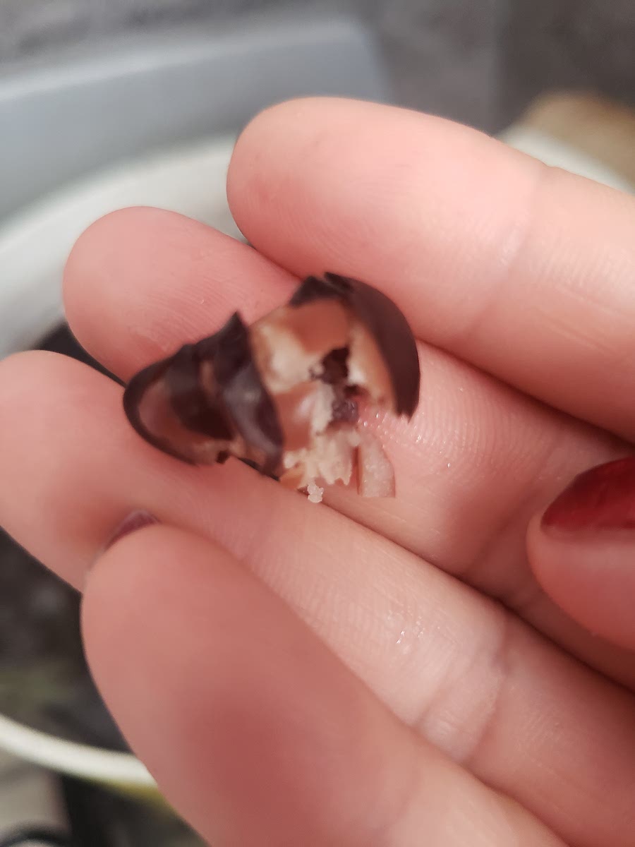 Recuerda que tus frijoles estarán listo cuando tomes uno entre tus dedos y se deshaga.