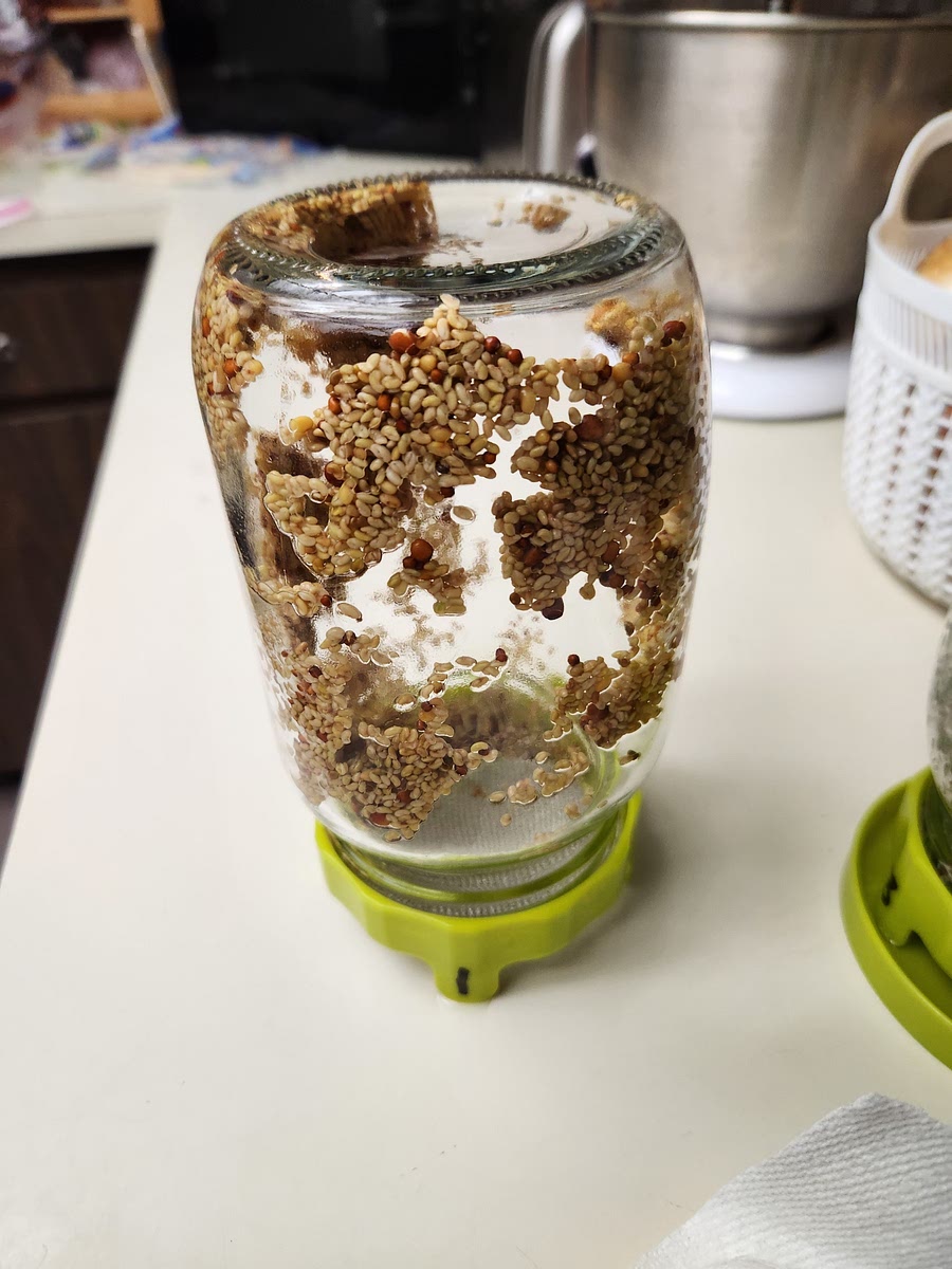 Place screen lid on the mason jar. Drain, rinse and drain the seeds several times.