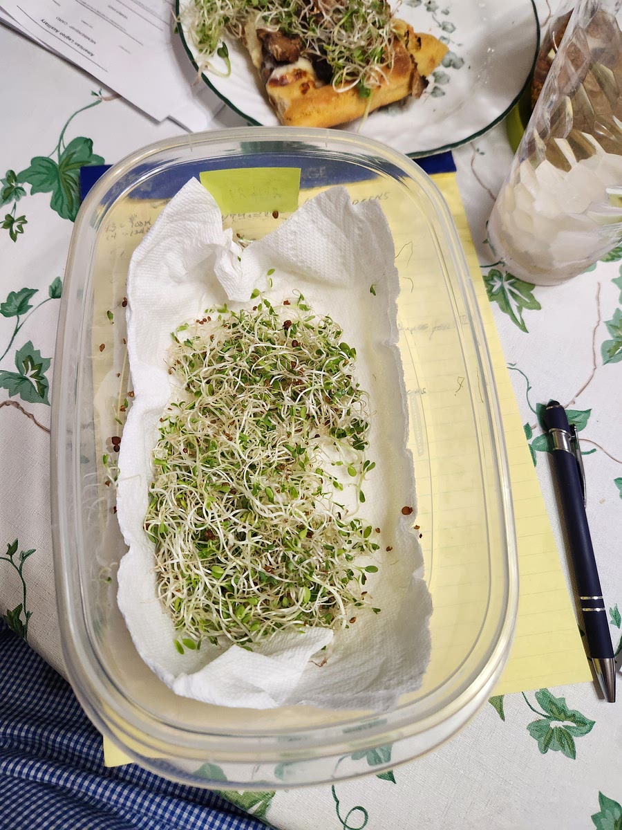 Place the sprouts in a colander or strainer to drain. Once drained, use paper towels layered in an airtight container to refrirerate the sprouts.