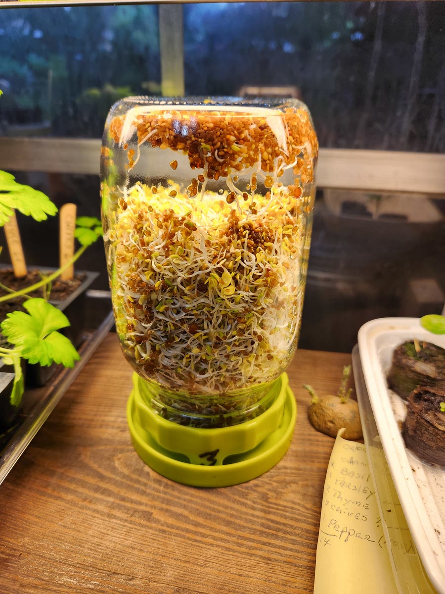 Place jar screen lid down on the saucer from the kit. Slip the Sox from the kit on the jar to darken the seeds.