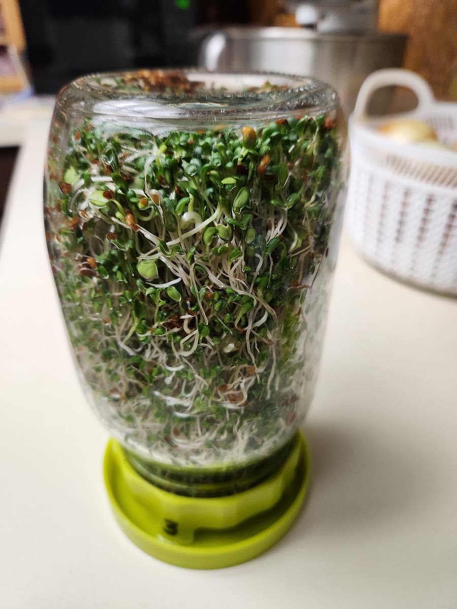 On the third day, after a rinse, leave the Sox off. Place the jar in a lighted place to start photosynthesis. The sprouts are now edible.