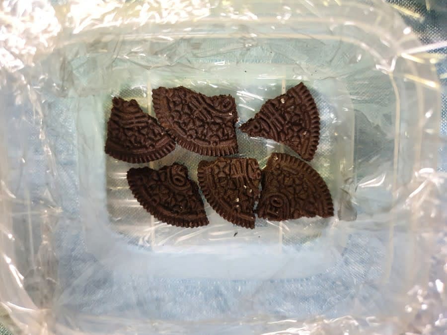 먼저 바닥에 오레오를 깔아줍니다.