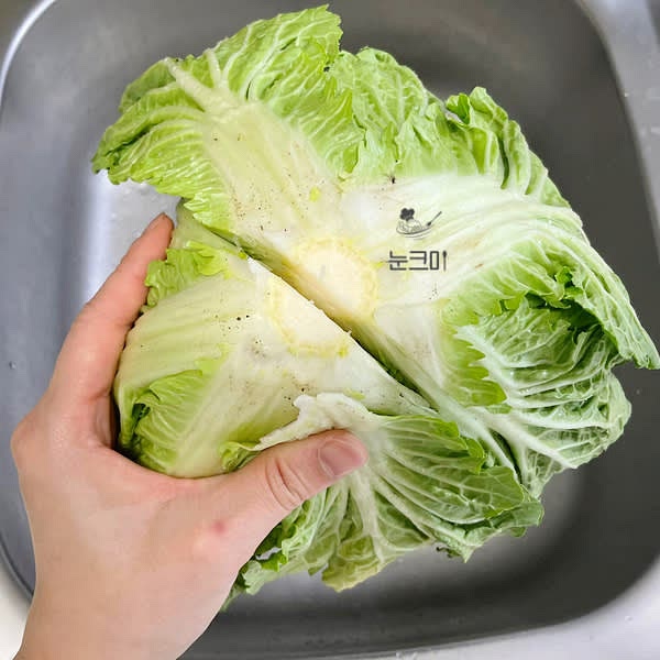 봄동의 뿌리 부분을 칼을 이용해 사선으로 2~3번 잘라줍니다.