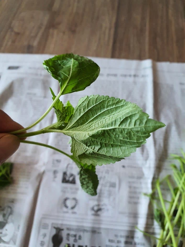 깻잎순은 연한 잎쪽을 잘라내어, 줄기를 떼어내서 다듬는다.