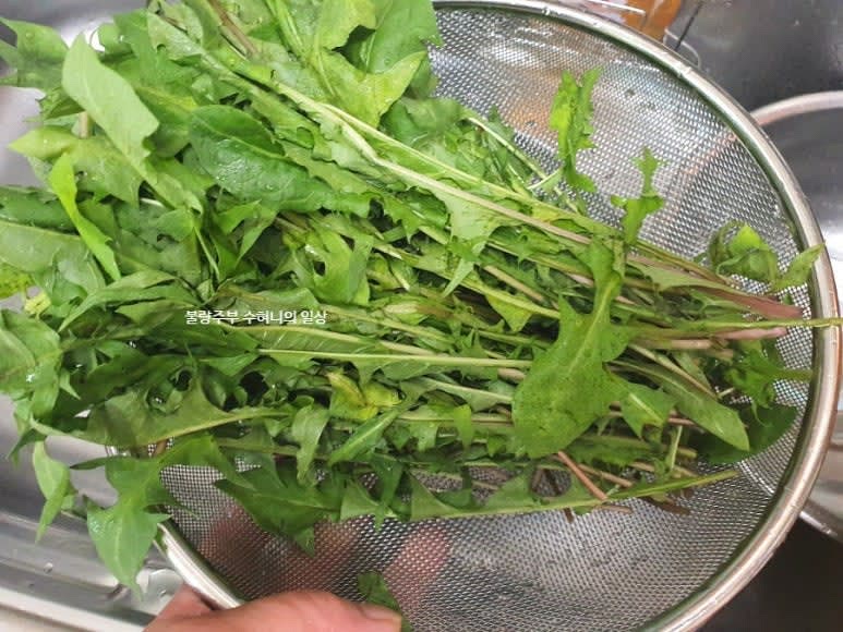 민들레 잎을 깨끗하게 씻어 물기를 제거합니다. 민들레 잎을 씻을 때 한두 번 가볍게 씻어준 후 찬물에 식초를 조금 부어 잠시 담가서 소독도 해주고 신선함도 잘 살려줍니다.