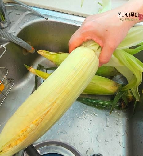 초당옥수수 껍질을 모두 제거하고 속껍질 한 장만 남겨둡니다.