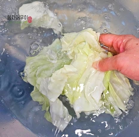 양배추를 물에 잠시 담갔다가 깨끗이 세척하고 물기를 턴 후 채 썰어줍니다.