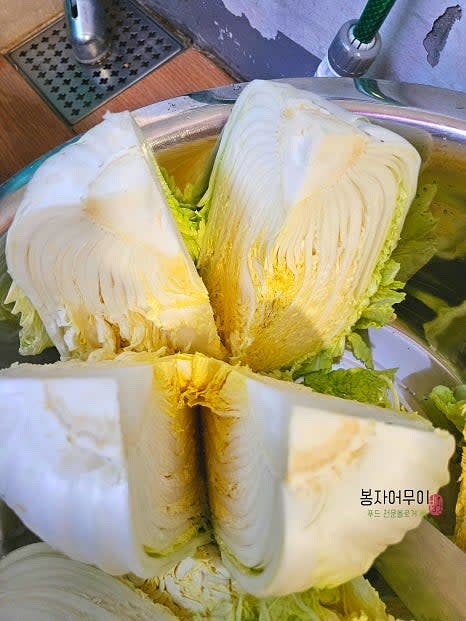 배추를 4등분한 후 물에 씻어 굵은 소금을 뿌립니다. 총 6포기에 1.2kg의 소금을 사용합니다.