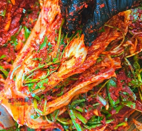 절여진 배추 사이에 양념과 준비한 봄나물을 골고루 발라줍니다.