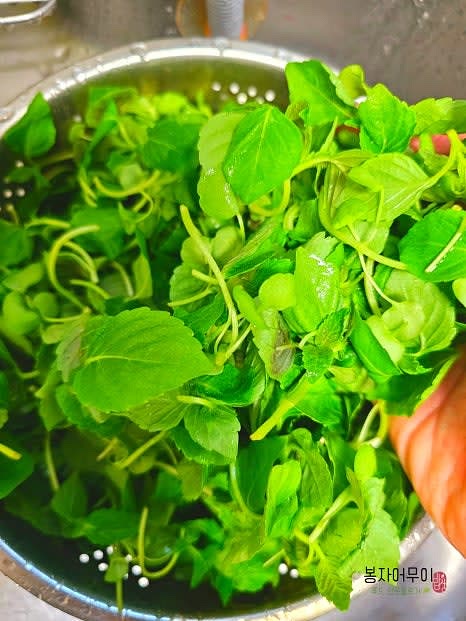 깻순을 깨끗이 세척한 후 차가운 물에 헹구어 물기를 제거합니다.