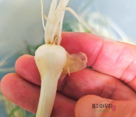 달래를 깨끗이 손질합니다. 뿌리 부분의 흙을 제거하고 억센 부분은 칼로 잘라냅니다.